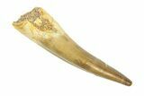 Fossil Plesiosaur (Zarafasaura) Tooth - Morocco #293217-1